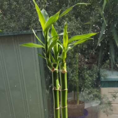 Dracaena Sanderiana