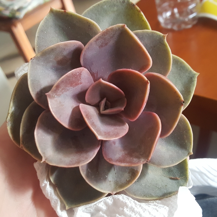 plant image 826971