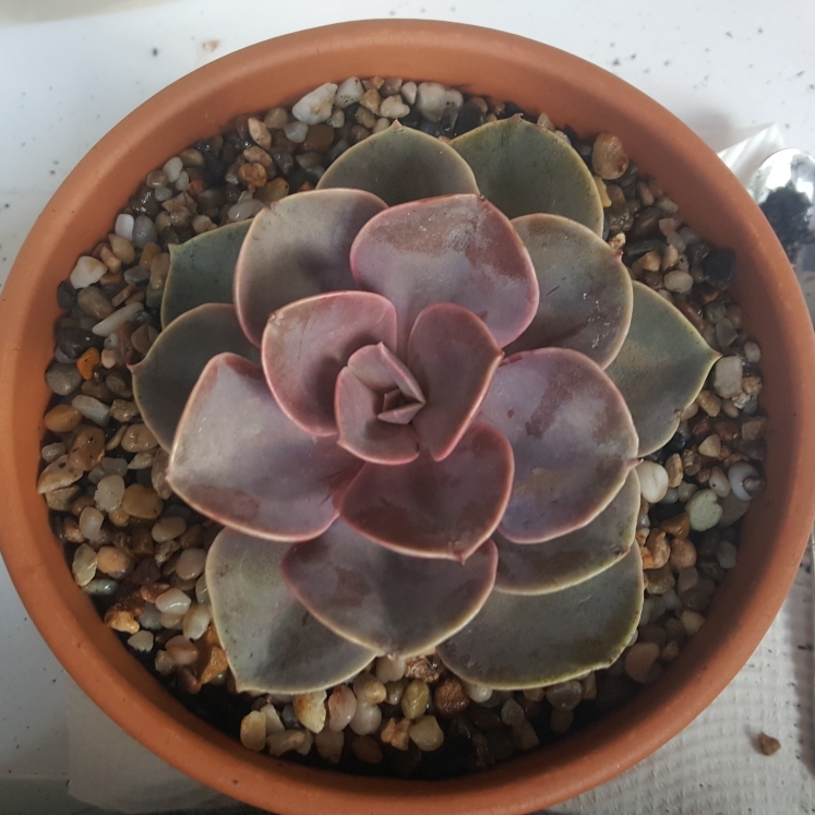 plant image 828897