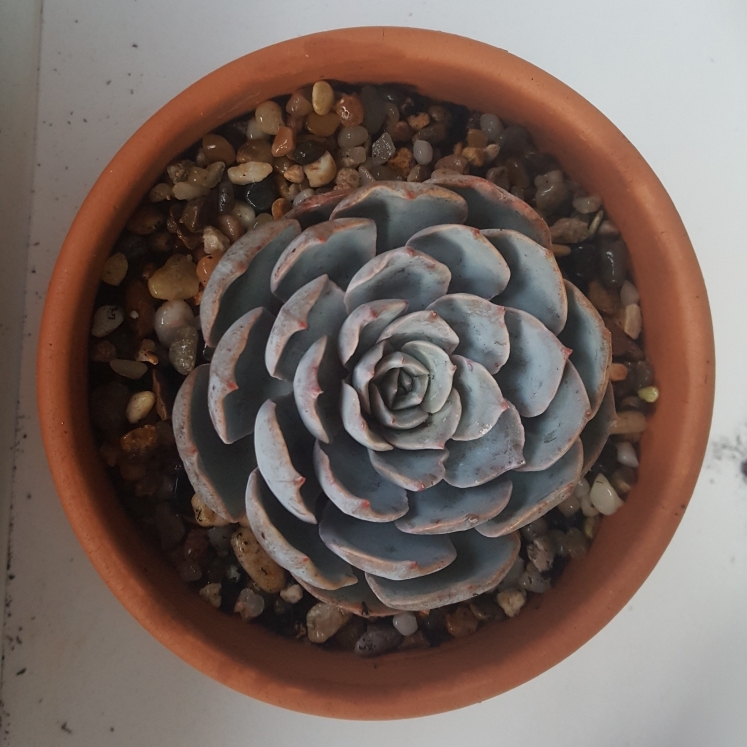 plant image 828994 plant image 828994