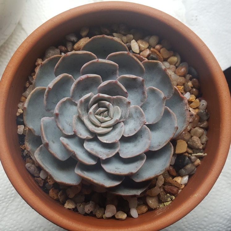 plant image 835023 plant image 835023