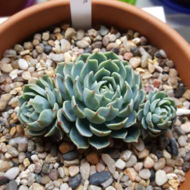 Echeveria Secunda