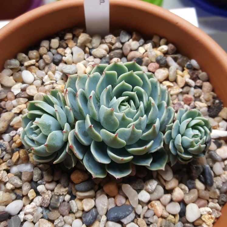plant image 840583