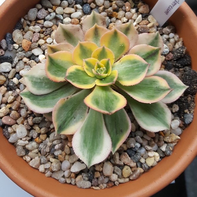 plant image 840588 plant image 840588