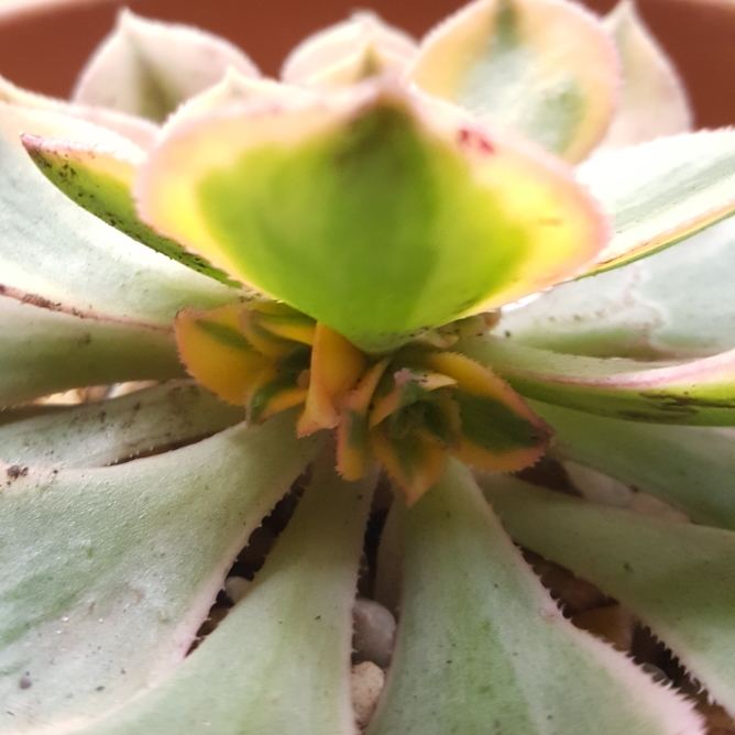 plant image 840592 plant image 840592