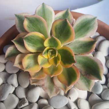 Aeonium Sunburst