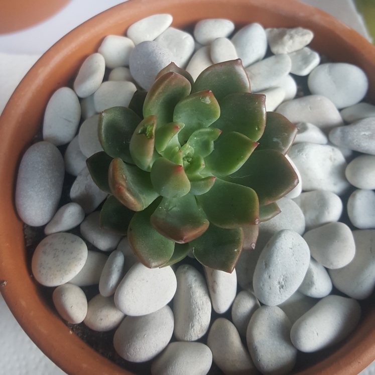 plant image 841467 plant image 841467