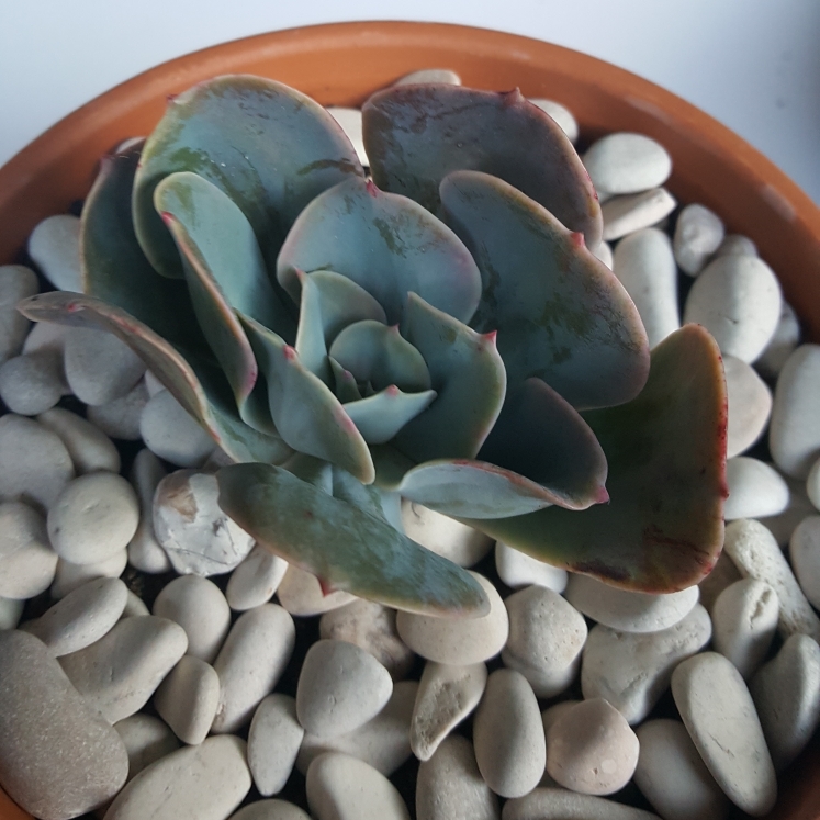 plant image 841468 plant image 841468
