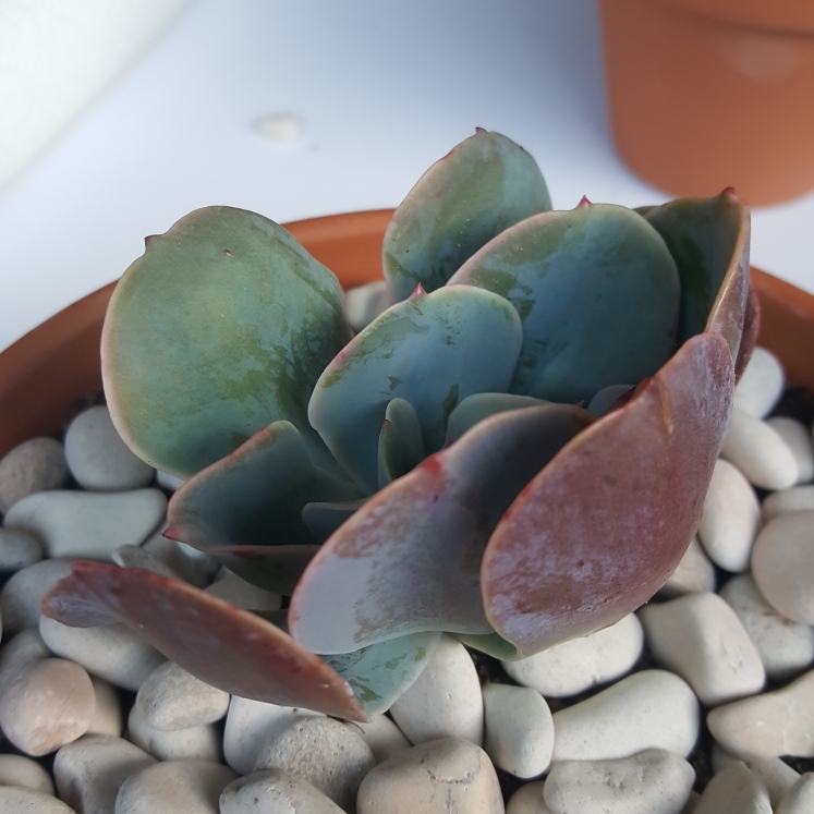 plant image 841469 plant image 841469