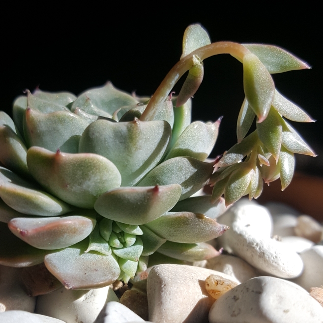plant image 846896 plant image 846896