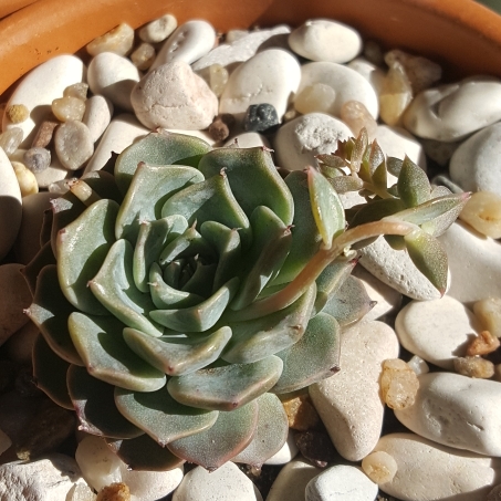 plant image 846899 plant image 846899