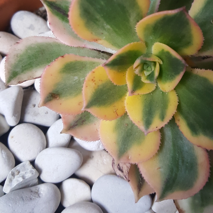 plant image 851022 plant image 851022