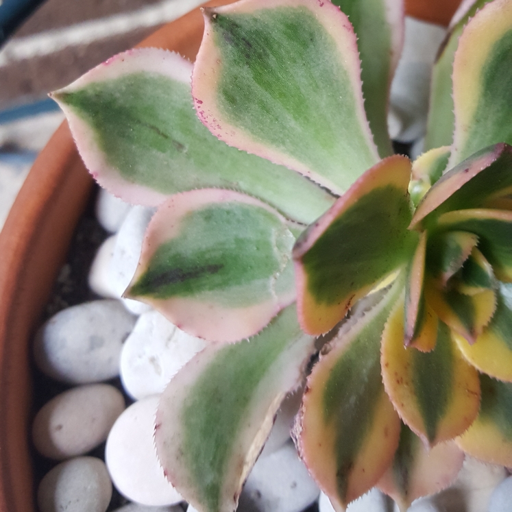 plant image 851023 plant image 851023