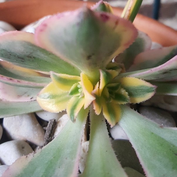 plant image 851026 plant image 851026