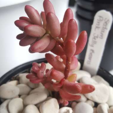 Sedum Rubrotinctum 'Aurora'