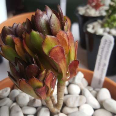 Aeonium Arboreum Atropurpureum