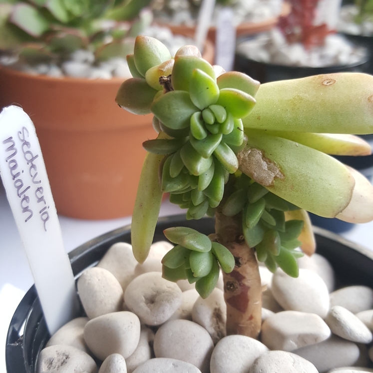 Plant image xSedeveria Maialen