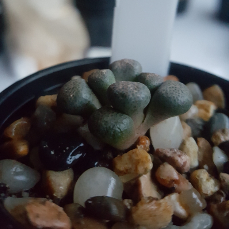 Plant image Aloinopsis schooneesii