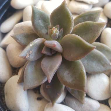 Graptopetalum Rose Queen
