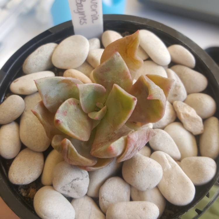 Plant image xGraptoveria Albert Baynes
