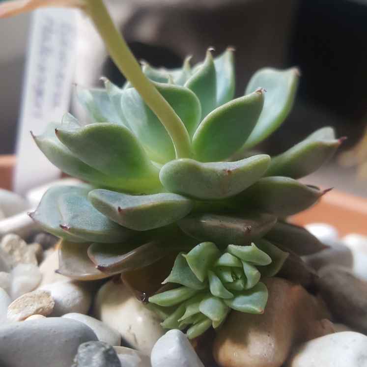plant image 856361 plant image 856361