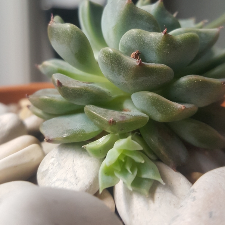plant image 856364 plant image 856364