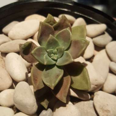 Graptopetalum Paraguayense subsp. Bernalense
