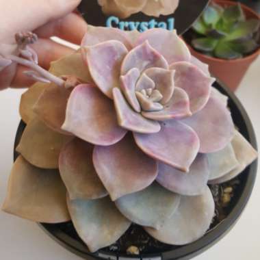 Graptopetalum Purple Delight syn. Graptopetalum Snow White