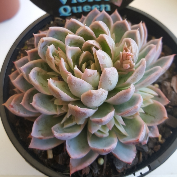 plant image 857638 plant image 857638