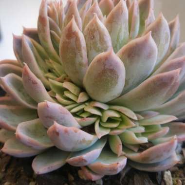 Echeveria Violet Queen