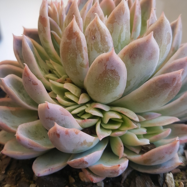 plant image 857639 plant image 857639