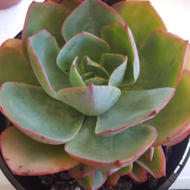 Echeveria Powder Blue