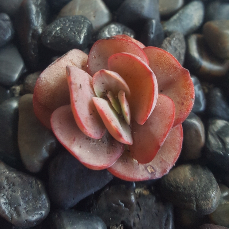 Plant image Echeveria Suyon