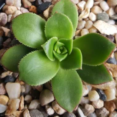 Aeonium haworthii