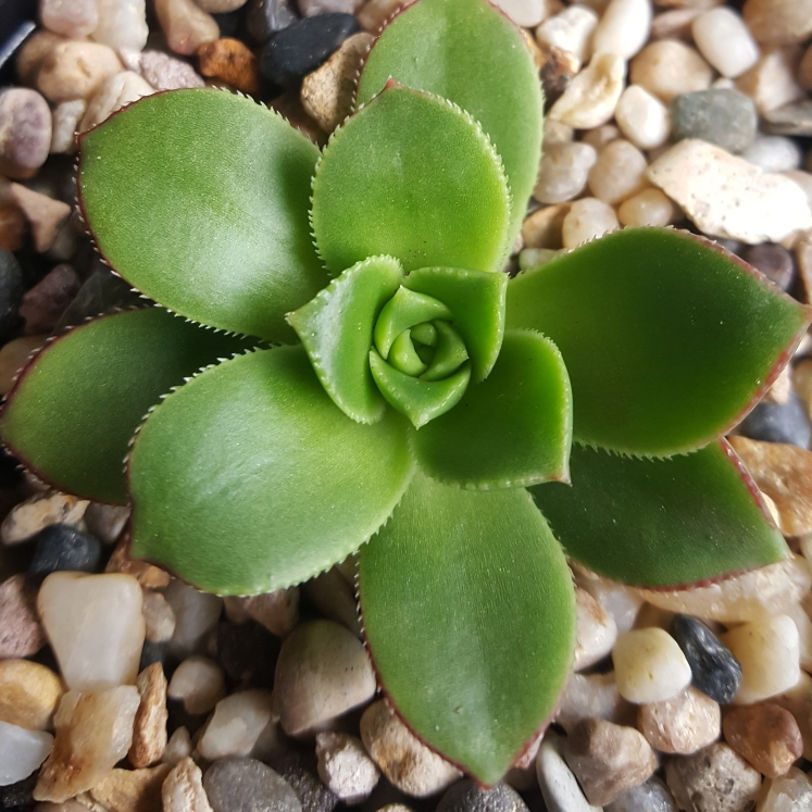 Plant image Aeonium haworthii