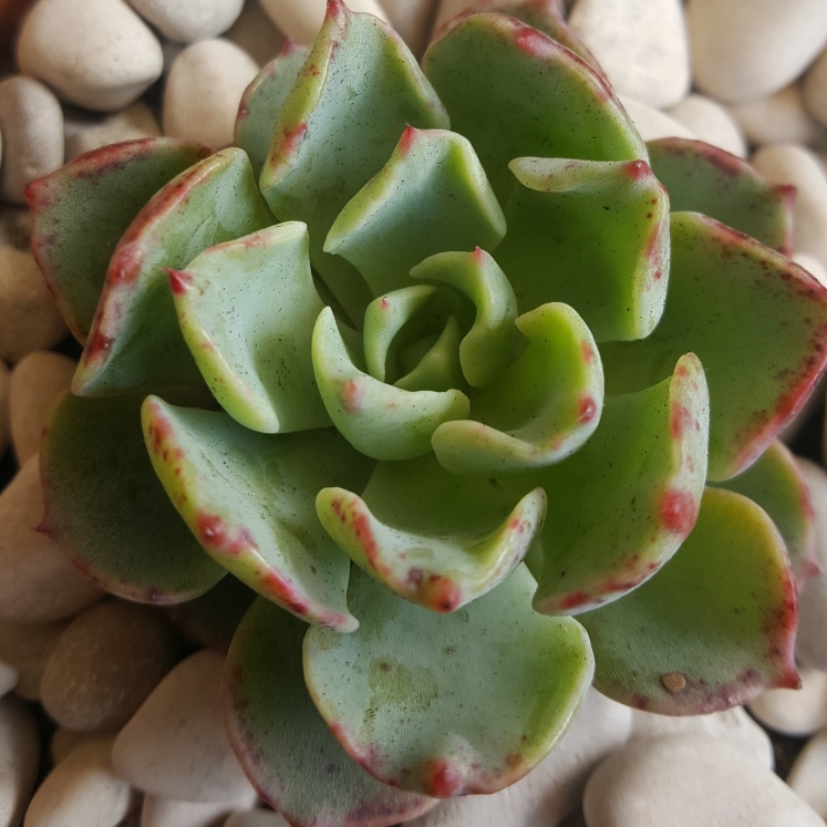 plant image 863753 plant image 863753