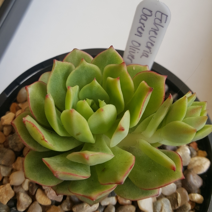 Plant image Echeveria Deren-Oliver