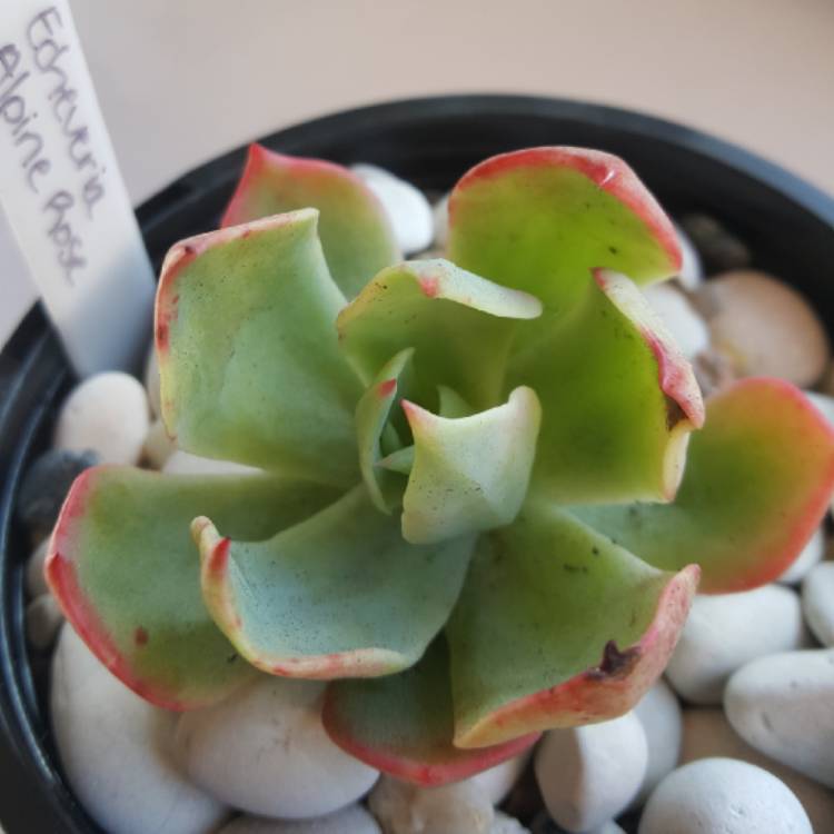 Plant image Echeveria Alpine Rose