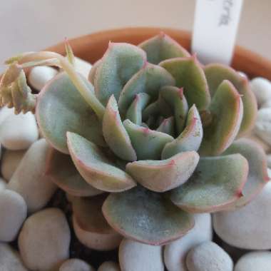 Echeveria Orion