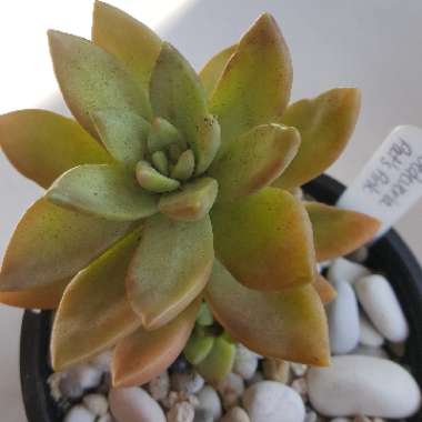 Sedum 'Pat's Pink' syn. Sedeveria 'Pat's Pink', Sedum 'Pam's Pink'