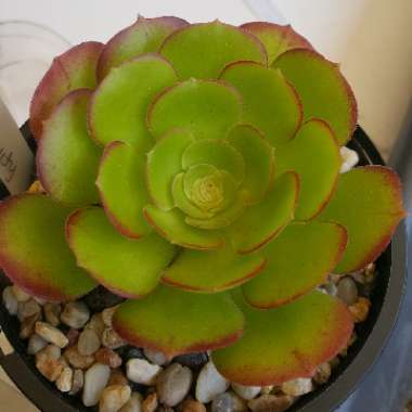 Aeonium Blushing Beauty