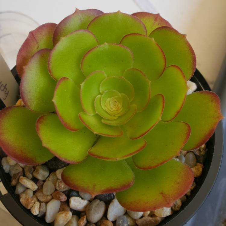plant image 865341