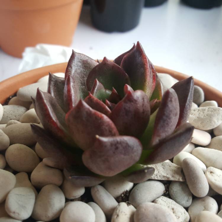plant image 874550 plant image 874550