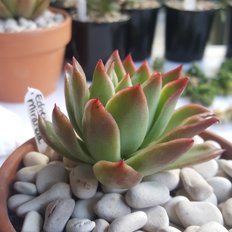 Plant image Echeveria Agavoides Miranda