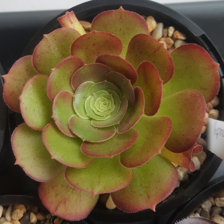 Plant image Aeonium Blushing Beauty
