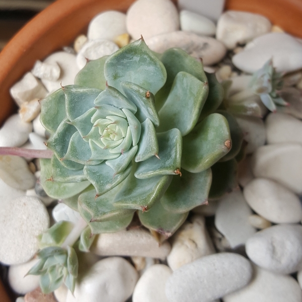 plant image 878832 plant image 878832