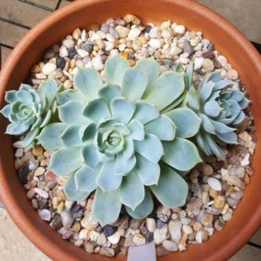 Echeveria Secunda