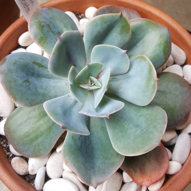 plant image 878848 plant image 878848