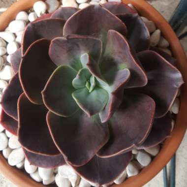 Echeveria Blue Metal