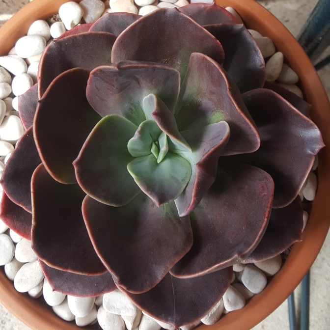 Plant image Echeveria Blue Metal